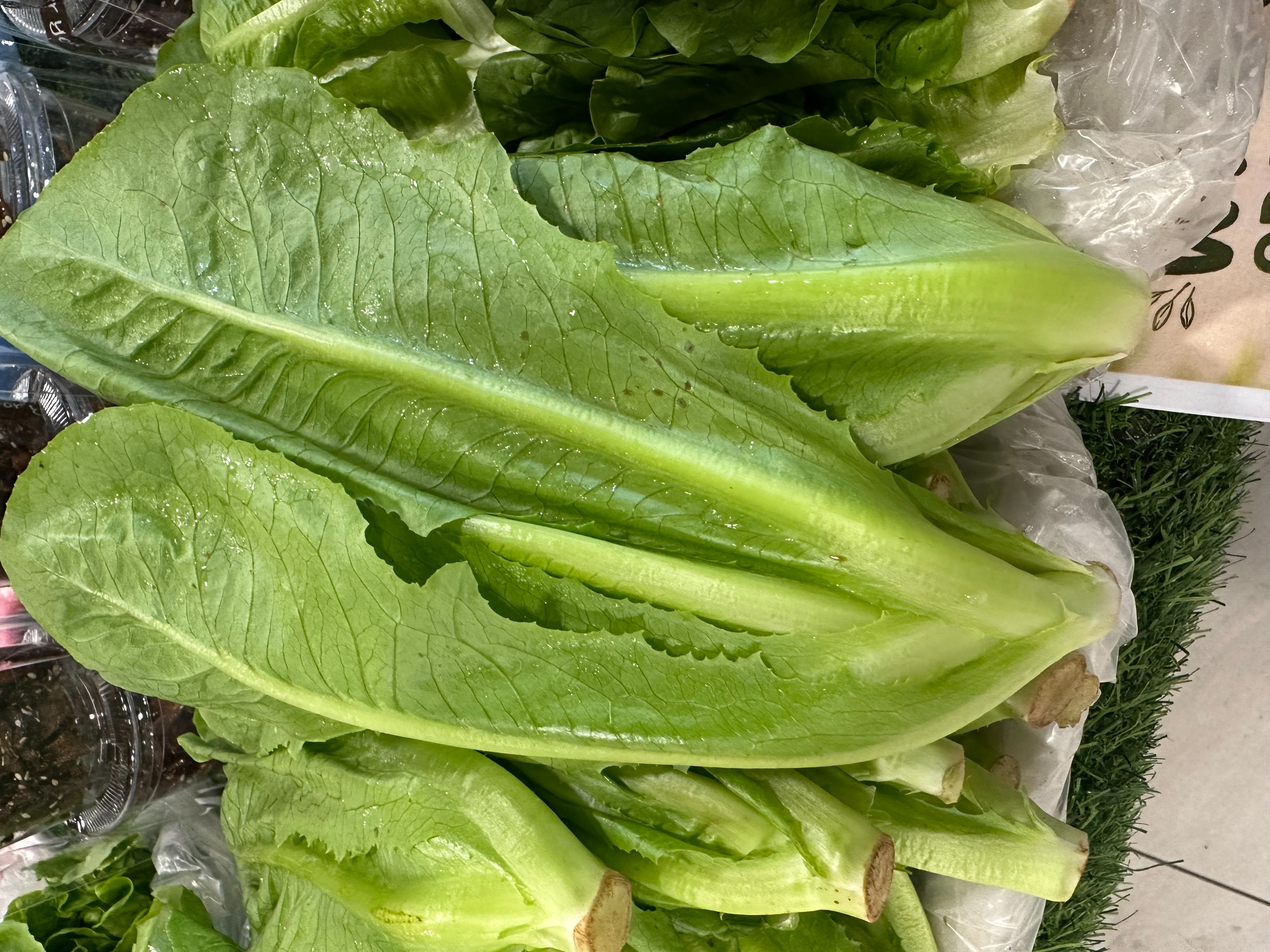 Romaine lettuce