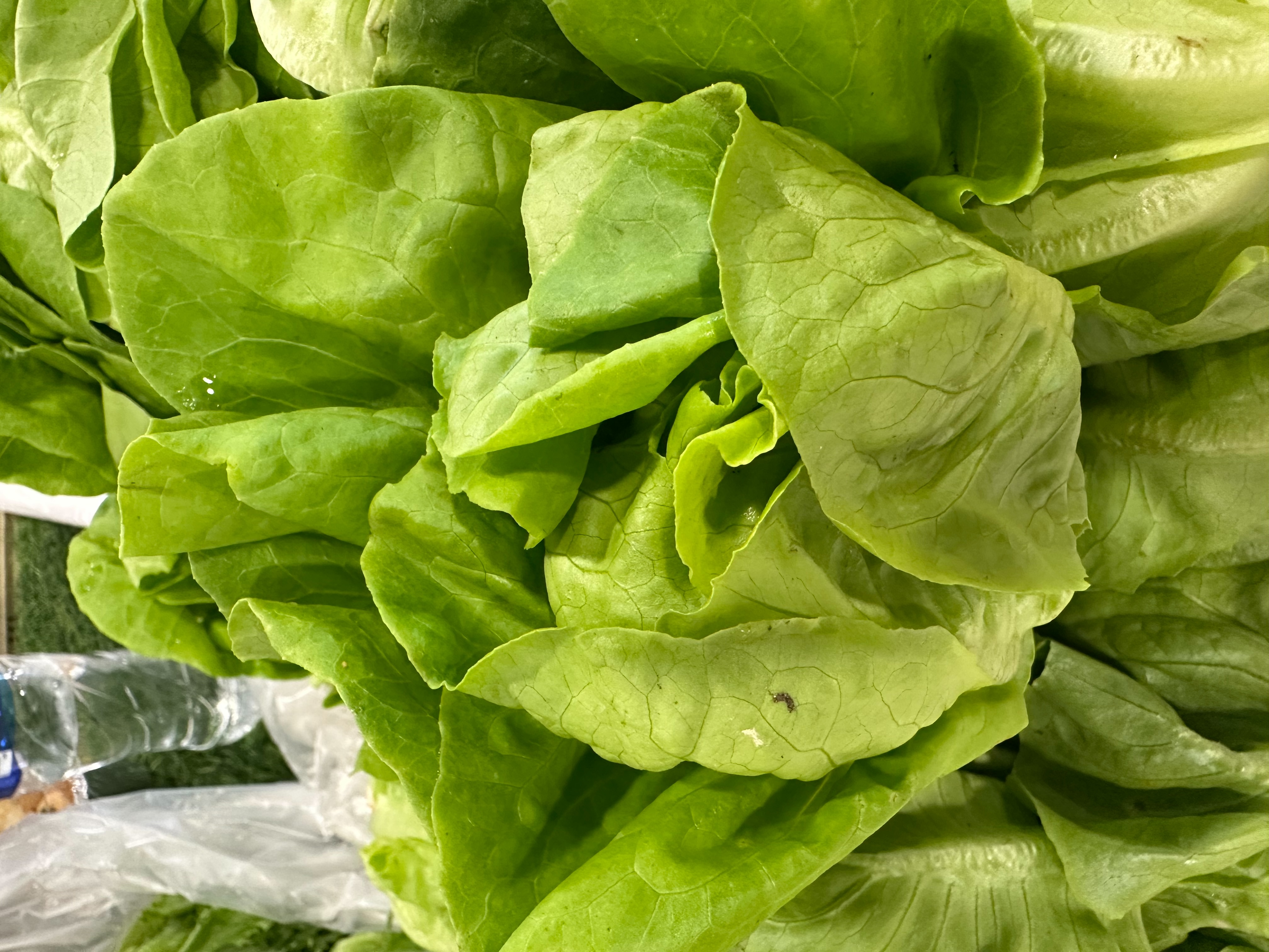 Butterhead lettuce