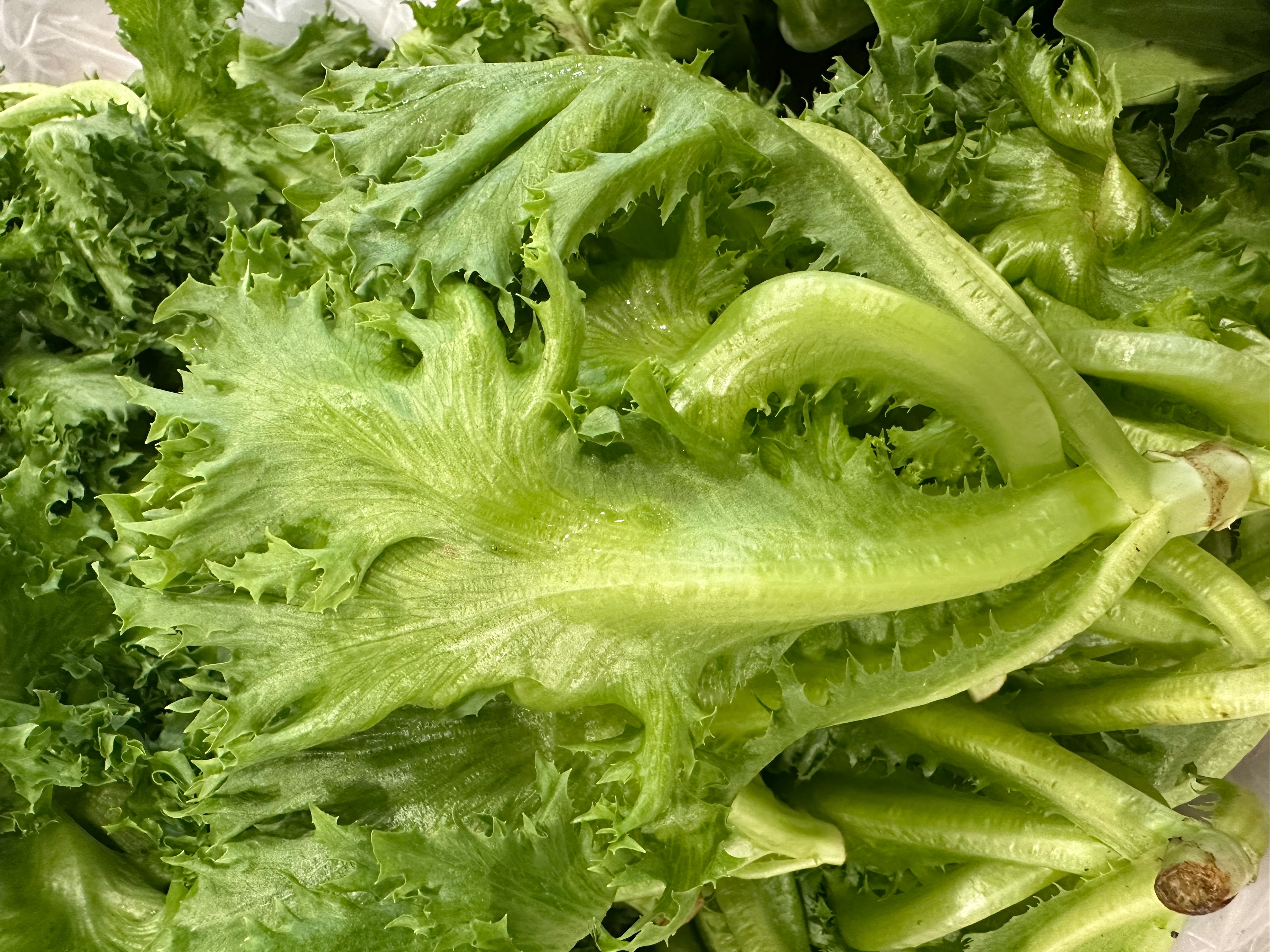 Frillice Iceberg Lettuce