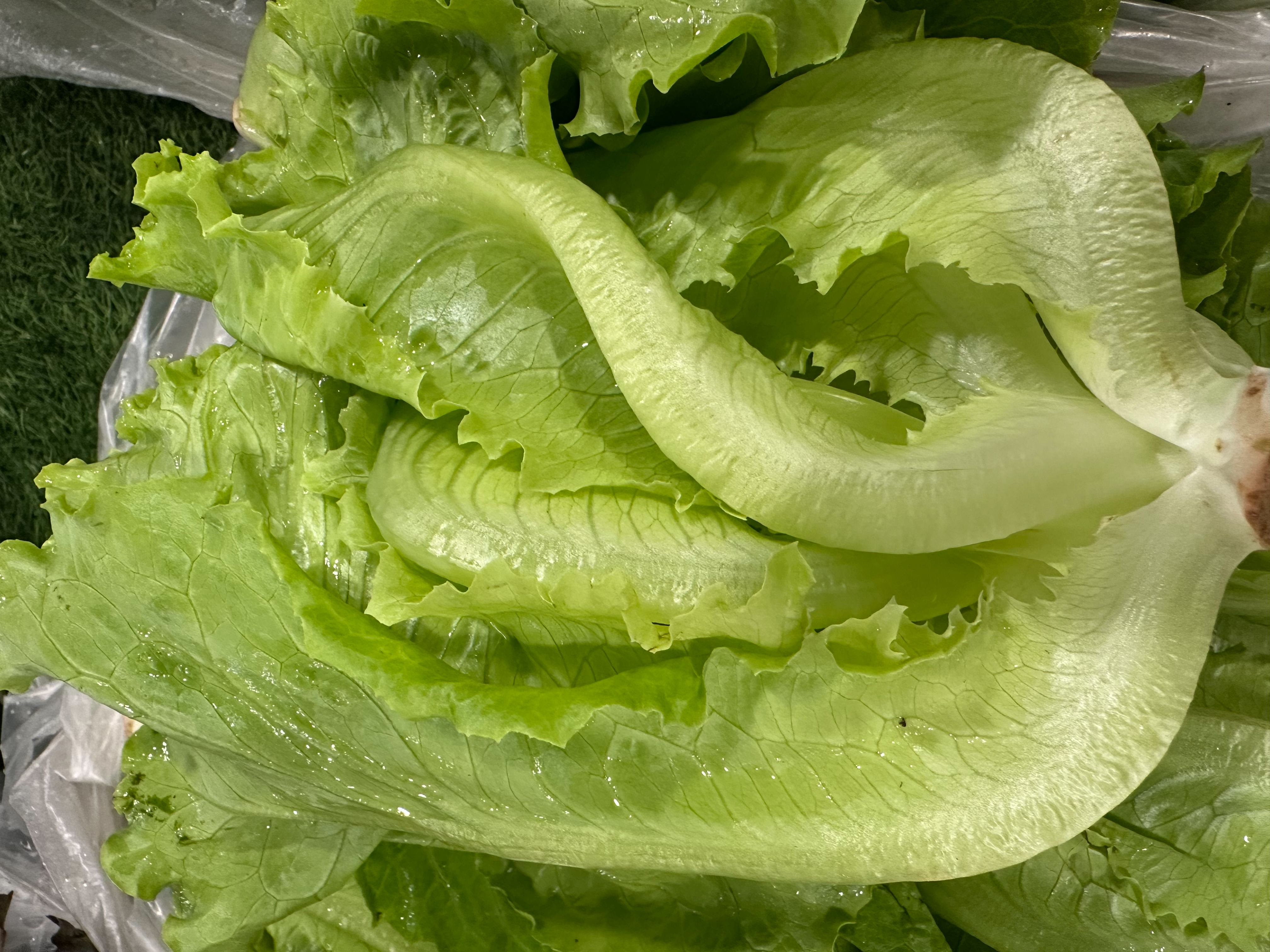 Iceberg lettuce