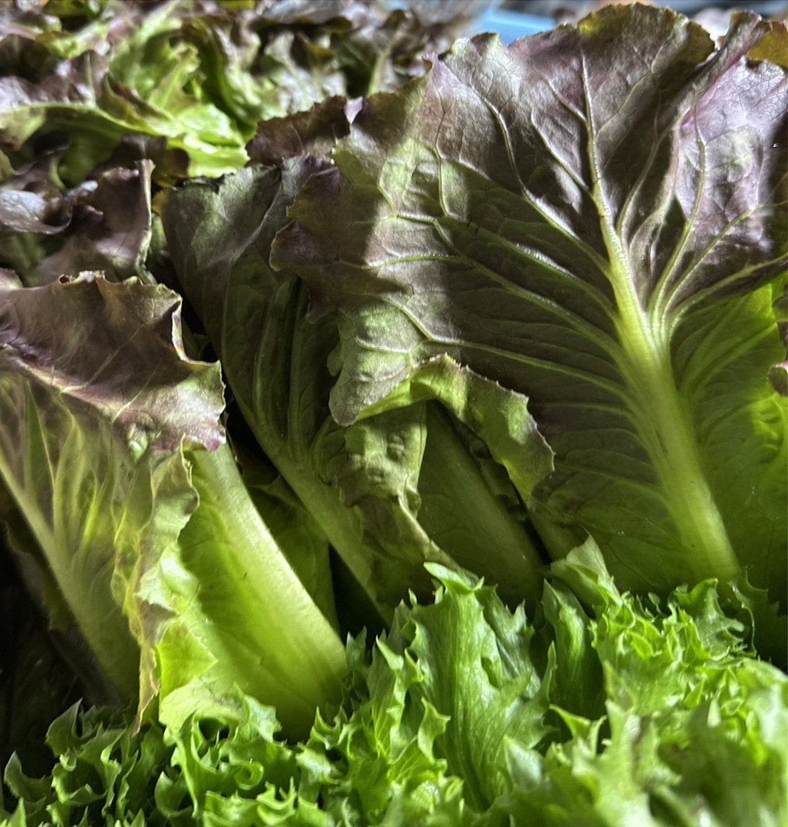 Red oak lettuce