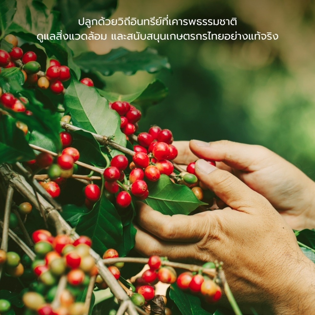 Medium Roast Signature Coffee Beans