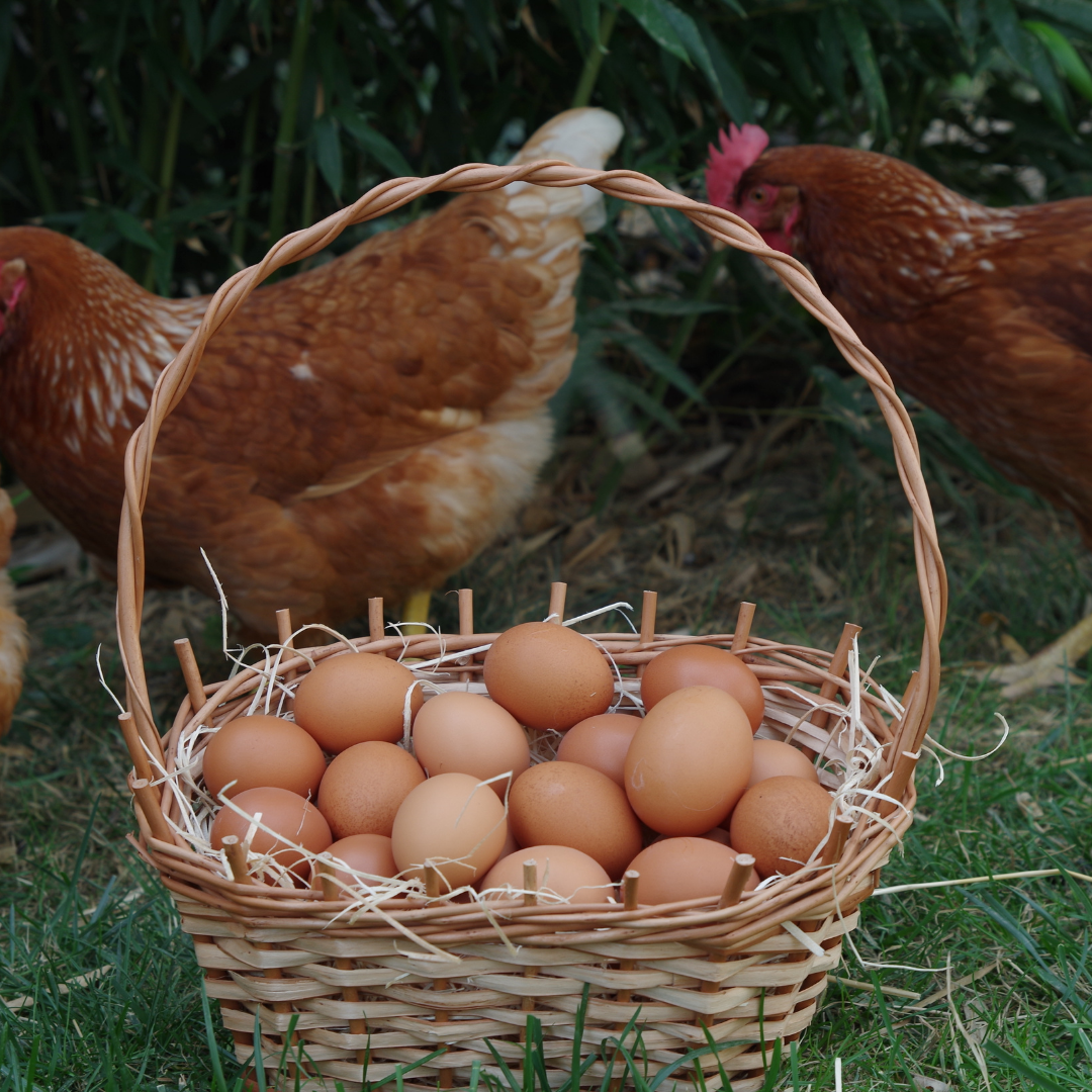 FreeRange Chiken Eggs SaMui 