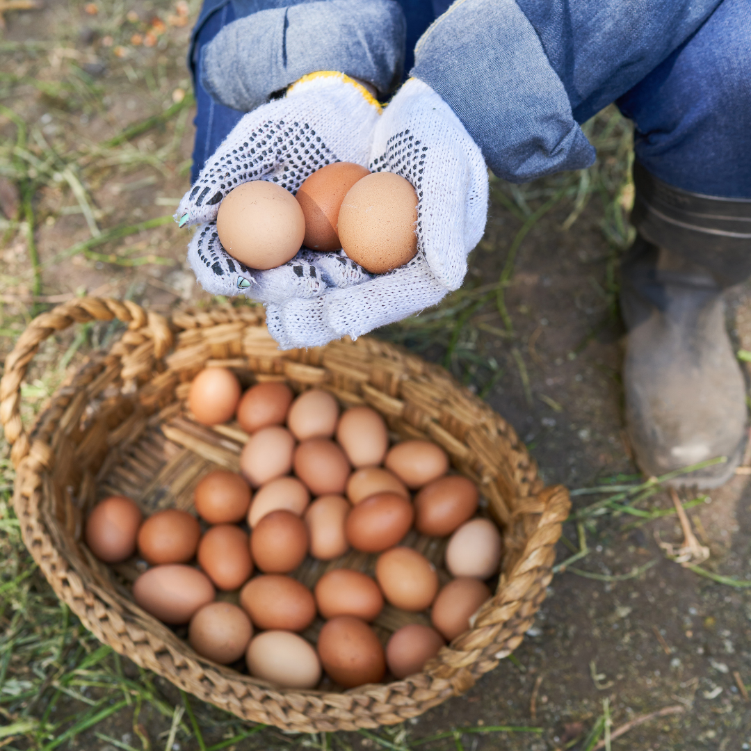 FreeRange Chiken Eggs SaMui 